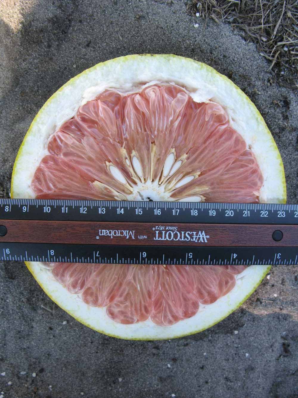              Fruit cross-section (Large Pink, Winter Haven,   FL)   